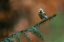 BUITEN BEELD Foto: 450347