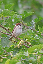 BUITEN BEELD Foto: 450354