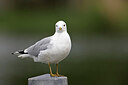 BUITEN BEELD Foto: 450362