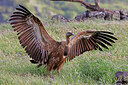 BUITEN BEELD Foto: 450367
