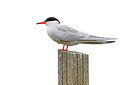 BUITEN BEELD Foto: 450369