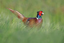 BUITEN BEELD Foto: 450374