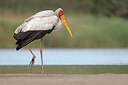 BUITEN BEELD Foto: 450377