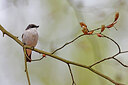 BUITEN BEELD Foto: 450380