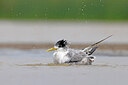 BUITEN BEELD Foto: 450394