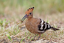 BUITEN BEELD Foto: 450396