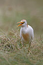 BUITEN BEELD Foto: 450400