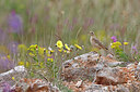 BUITEN BEELD Foto: 450421