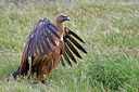 BUITEN BEELD Foto: 450422