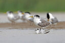 BUITEN BEELD Foto: 450423