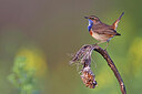 BUITEN BEELD Foto: 450429