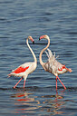 BUITEN BEELD Foto: 450435