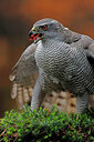 BUITEN BEELD Foto: 450444
