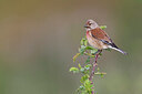 BUITEN BEELD Foto: 450447