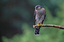 BUITEN BEELD Foto: 450455
