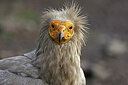 BUITEN BEELD Foto: 450465