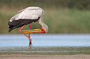 BUITEN BEELD Foto: 450466