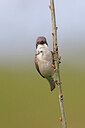 BUITEN BEELD Foto: 450471