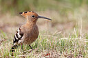 BUITEN BEELD Foto: 450487