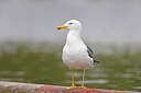 BUITEN BEELD Foto: 450492