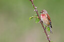BUITEN BEELD Foto: 450494