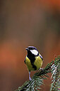 BUITEN BEELD Foto: 450495