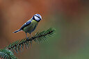 BUITEN BEELD Foto: 450500