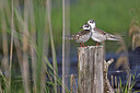 BUITEN BEELD Foto: 450512