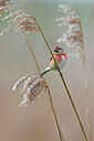 BUITEN BEELD Foto: 450524