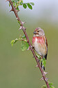 BUITEN BEELD Foto: 450525