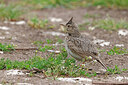 BUITEN BEELD Foto: 450526