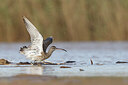 BUITEN BEELD Foto: 450527