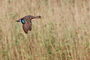 BUITEN BEELD Foto: 450533