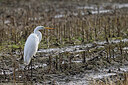 BUITEN BEELD Foto: 450544