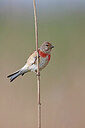 BUITEN BEELD Foto: 450546