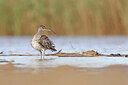BUITEN BEELD Foto: 450547
