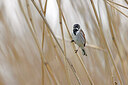 BUITEN BEELD Foto: 450558
