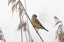 BUITEN BEELD Foto: 450561