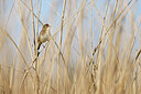 BUITEN BEELD Foto: 450569