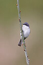 BUITEN BEELD Foto: 450582
