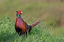 BUITEN BEELD Foto: 450584