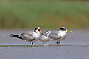 BUITEN BEELD Foto: 450588