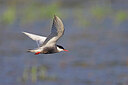 BUITEN BEELD Foto: 450596