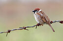 BUITEN BEELD Foto: 450600