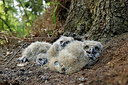 BUITEN BEELD Foto: 450606