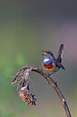 BUITEN BEELD Foto: 450619