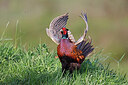 BUITEN BEELD Foto: 450623