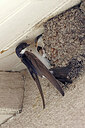 BUITEN BEELD Foto: 450630