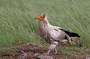 BUITEN BEELD Foto: 450645