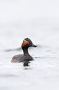 BUITEN BEELD Foto: 450655